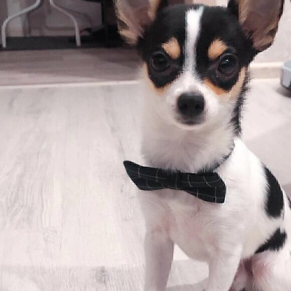 🍒 Gentleman's Plaid Bow or Tie Collar - Picture 2 of 9